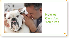 How To Care For Your Pet