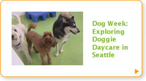 Dog Week: Exploring Doggie Daycare in Seattle